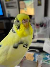 Lost Budgerigar