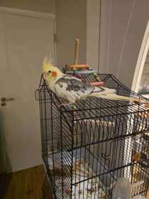 Lost Cockatiel