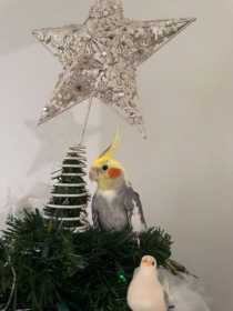 Lost Cockatiel