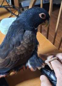 Lost Pionus