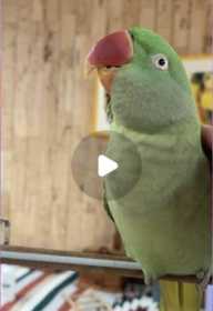 Lost Alexandrine