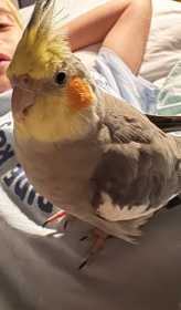 Lost Cockatiel