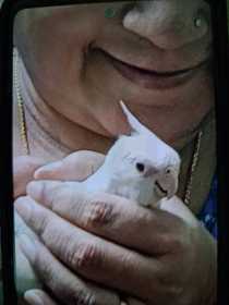 Lost Cockatiel