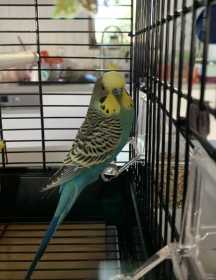 Lost Budgerigar