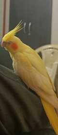 Lost Cockatiel