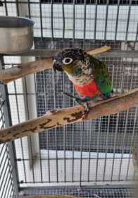 Lost Conure