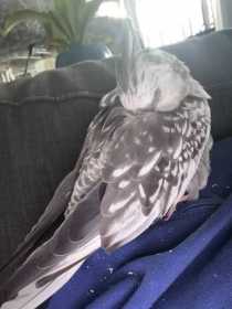 Lost Cockatiel
