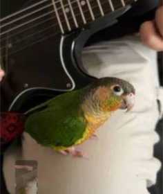 Lost Conure