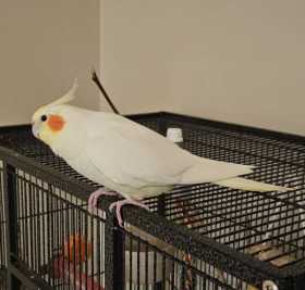 Lost Cockatiel