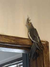 Lost Cockatiel