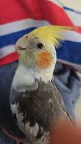 Lost Cockatiel