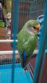 Lost Lovebird