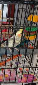 Lost Cockatiel