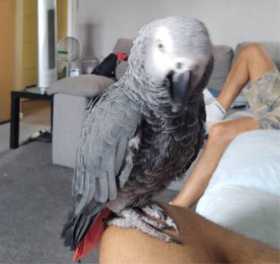 Lost African Grey