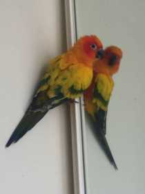 Lost Conure