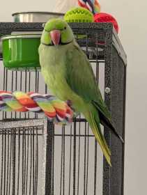 Lost Indian Ringneck Parakeet