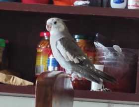 Lost Cockatiel