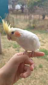 Lost Cockatiel