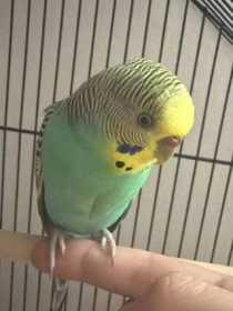 Lost Budgerigar