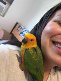 Lost Conure