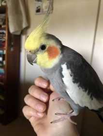 Lost Cockatiel