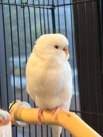 Lost Budgerigar