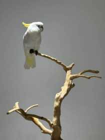 Lost Cockatoo