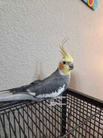 Lost Cockatiel