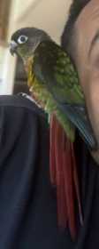 Lost Conure