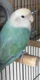 Lost Lovebird