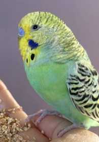 Lost Budgerigar