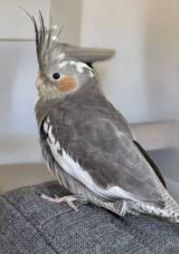 Lost Cockatiel