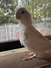 Lost Cockatiel