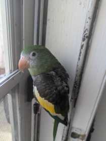 Lost White-Winged / Canary-Winged Parakeet