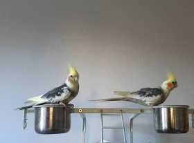 Lost Cockatiel
