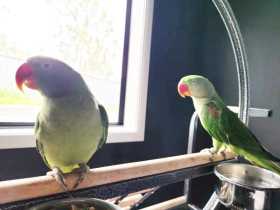 Lost Alexandrine