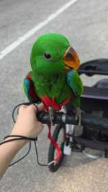 Lost Eclectus