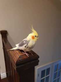 Lost Cockatiel