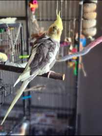 Lost Cockatiel