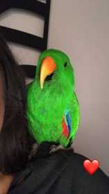 Lost Eclectus