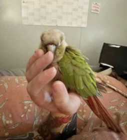 Lost Conure