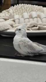 Lost Cockatiel