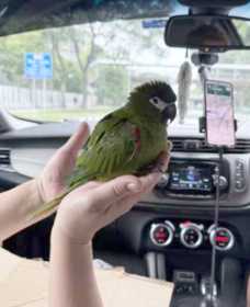 Lost Macaw