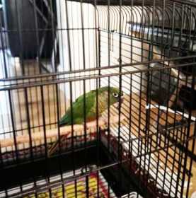 Lost Conure