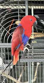 Lost Eclectus