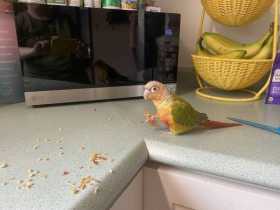 Lost Conure