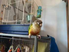 Lost Conure