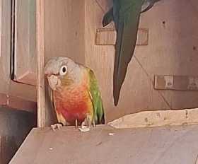 Lost Conure