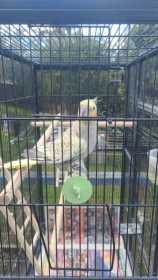 Lost Cockatiel