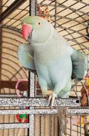 Lost Indian Ringneck Parakeet